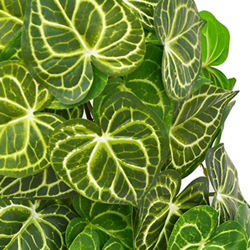 Bushes...sml trailer- Caladium white-green - artificial plants, flowers & trees - image 1